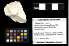 Foto (Objekt + Etiketten) von Goniodromites bidentatus (Reuss, 1859) 